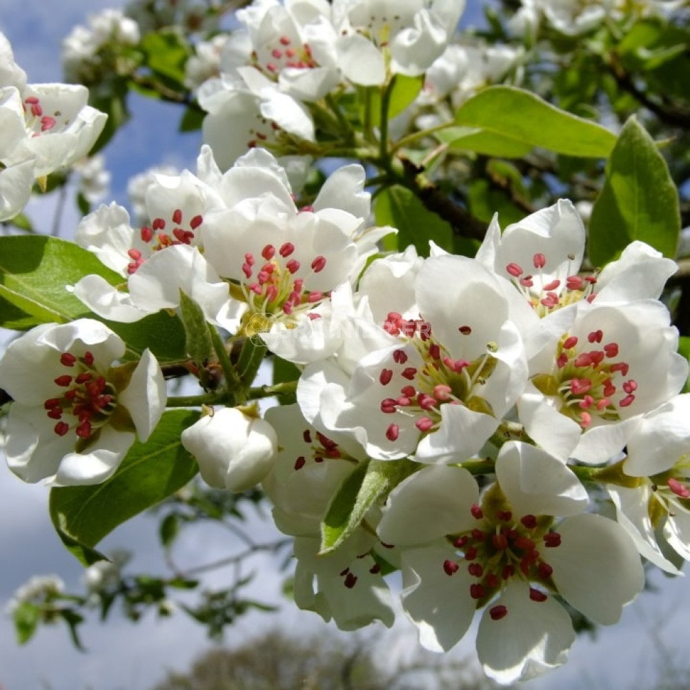 GrainesSeeds Poirier de Chine, Poirier d'ornement, Pyrus calleryana